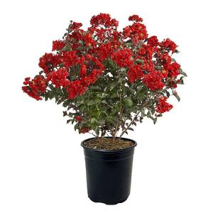 3 Gal. Enduring Red Crape Myrtle Tree with Red Blooms