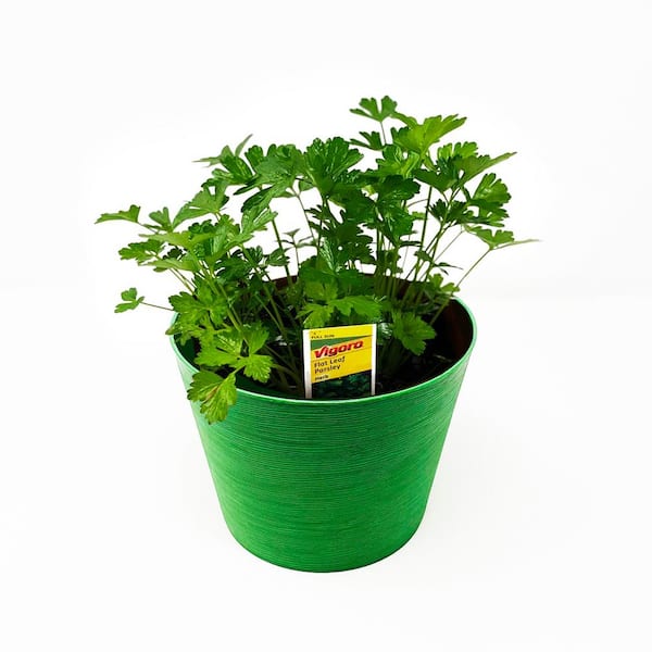 Pure Beauty Farms 1.5 Qt. Herb Plant Flat Leaf Parsley in 6 In. Deco Pot