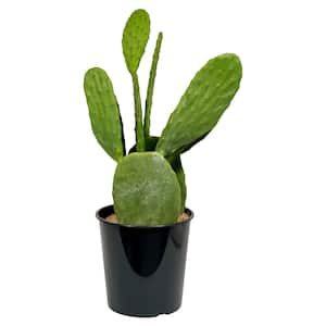 1.5 Gal. Cactus Opontia (Prickyl Pear) in 8.25 in. Grower's Pot