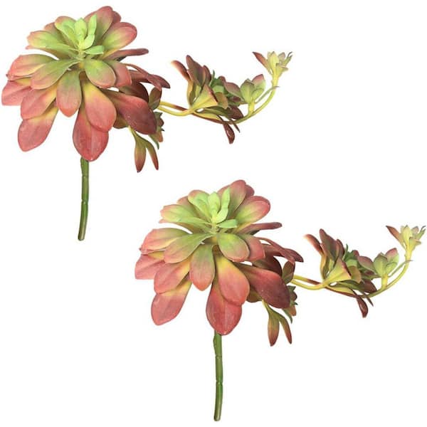 roses succulent Echeveria Agavoides 'Black Rose' 2"-3" Succulent Plant  True Succulents  Plant Co