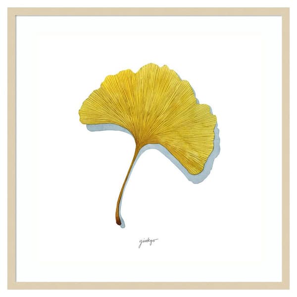Amanti Art Golden Ginkgo Study II by Grace Popp 1 Piece Framed Giclee Nature Art Print 33 in. x 33 in.
