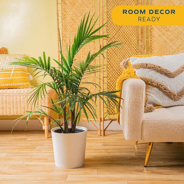 Costa Farms Majesty Palm Indoor Plant in 10 in. Decor Pot, Avg. Shipping  Height 2-3 ft. Tall CO.3.MP10.PARWHT - The Home Depot
