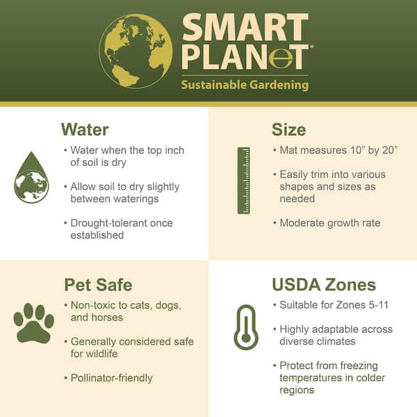 Drought Tolerant Sedum Succulent Plant Mat (10 in. x 20 in.), Sprawling Ground Cover, Easy Care Stone Crop Succulents