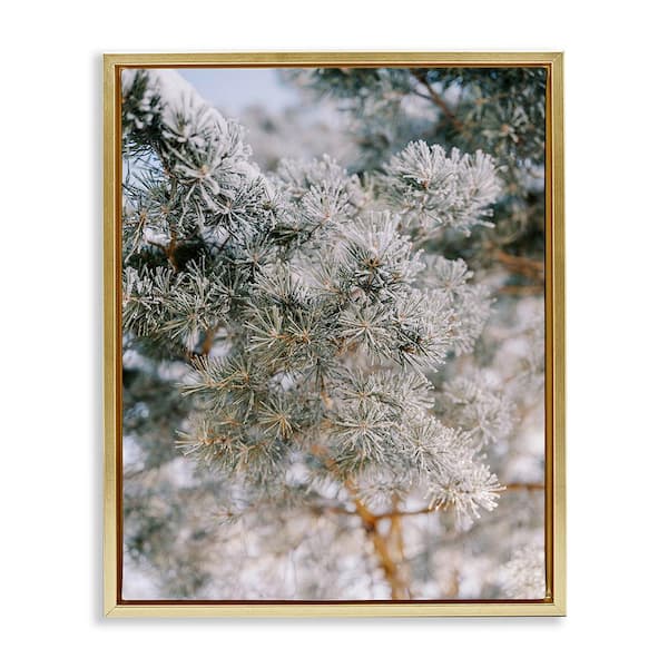 Stupell Industries Frosted Fir Tree Branches by Justine Milton 1-Piece Floater Frame Graphic Print Nature Poster Art Print 21 in. x 17 in.