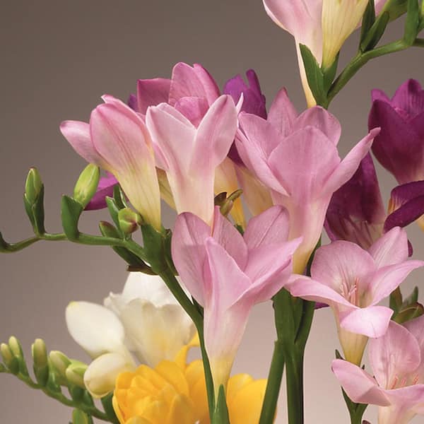 2 5 Qt 1 Pink Freesia Plant The Home Depot