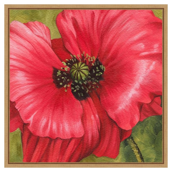 Amanti Art Vivid Poppy II by Grace Popp 22 in. W x 22 in. H Canvas Float Frame in Brown