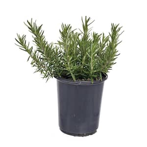 2.5 qt. Rosemary Officinalis Perennial (4-Pack)