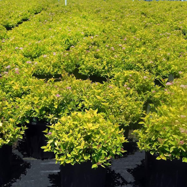 Online Orchards 1 Gal. Goldflame Spirea Shrub Neon Yellow Foliage Clashes  Beautifully Against Bright Red Flowers SBSP001 - The Home Depot