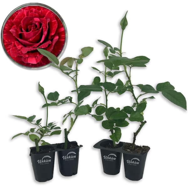 Red Intuition Rose Bush 4-Live Starter Plants in 2 Inch Pots-Beautifully Fragrant Heirloom Rose from Florida