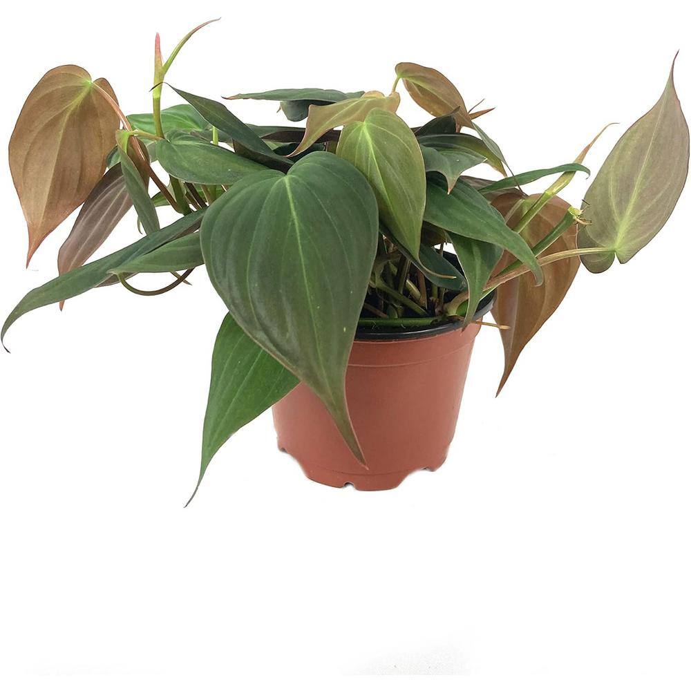 Philodendron Micans-Live Plant in a 4 in. Growers Pot-Philodendron 'Micans'-Houseplant from Florida price history on PriceWatchPro