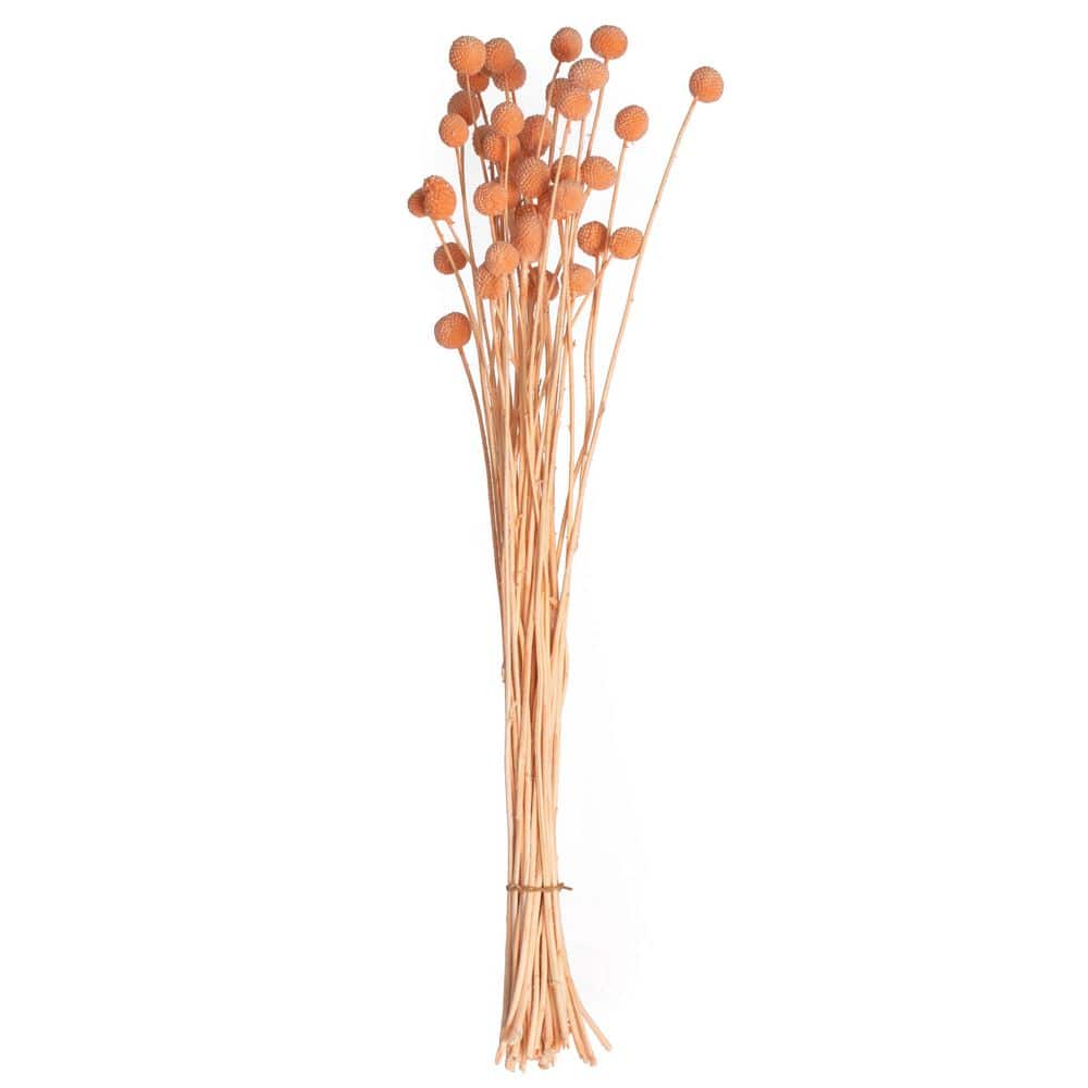 40-Pieces Natural Dried Billy Ball Craspedia Flowers Bouquet for Home Party and Wedding Decor for Vases, Champagne price history on PriceWatchPro