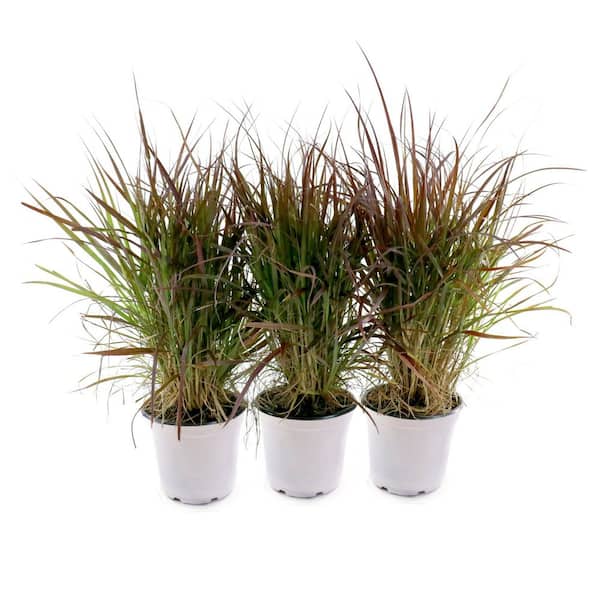 4 in. Purple Fountain Grass (3-Pack)