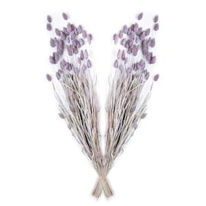 24 in. Orchid Bloom Dried Natural Phalaris (2-Pack)