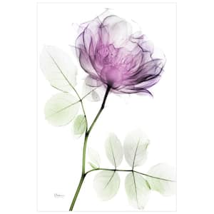 "Rose Dynasty-1" Unframed Free Floating Tempered Glass Panel Graphic Wall Art Print 48 in. x 32 in.