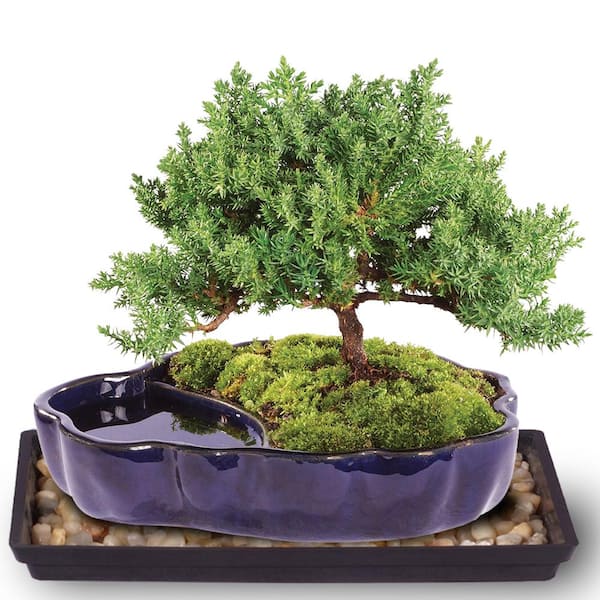 Brussel's Bonsai Green Mound Juniper Bonsai in Zen Reflections Pot