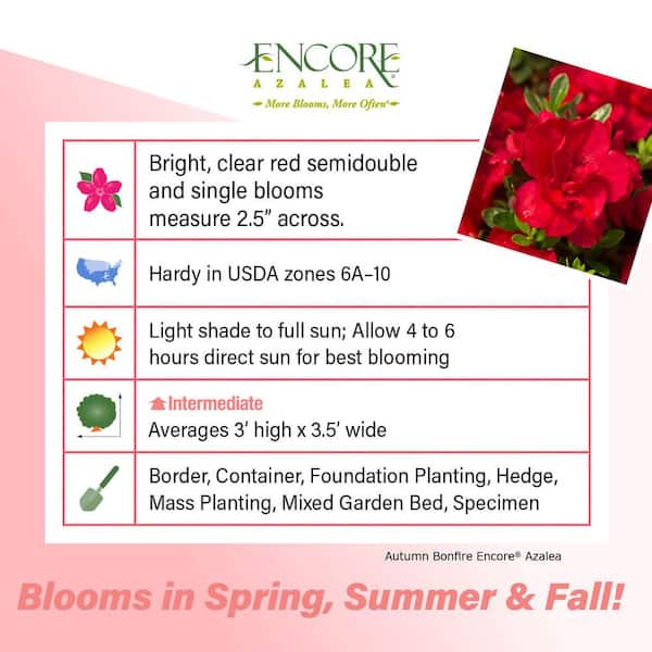 2 Gal. Autumn Bonfire Azalea Bush with Reblooming Red Flowers - Low-Maintenance Evergreen Shrub