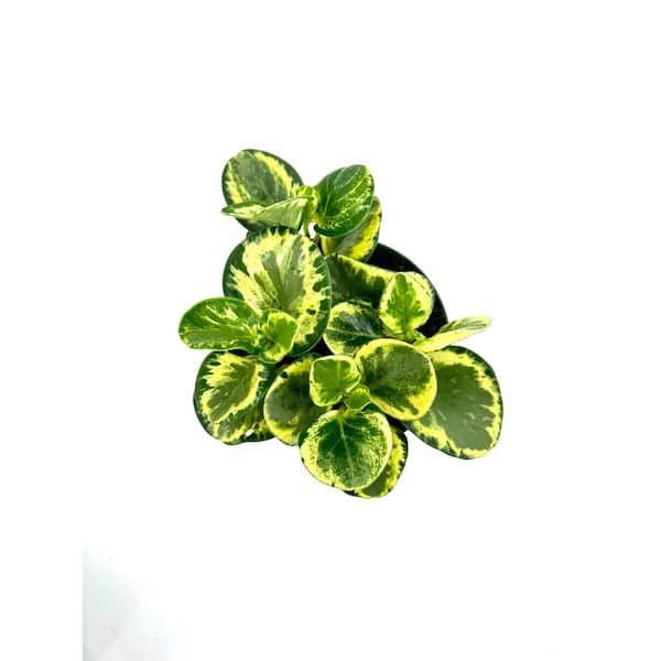 HAMPSHIRE FARMS 6 in. Peperomia Golden Gate Plant in Grower Pot