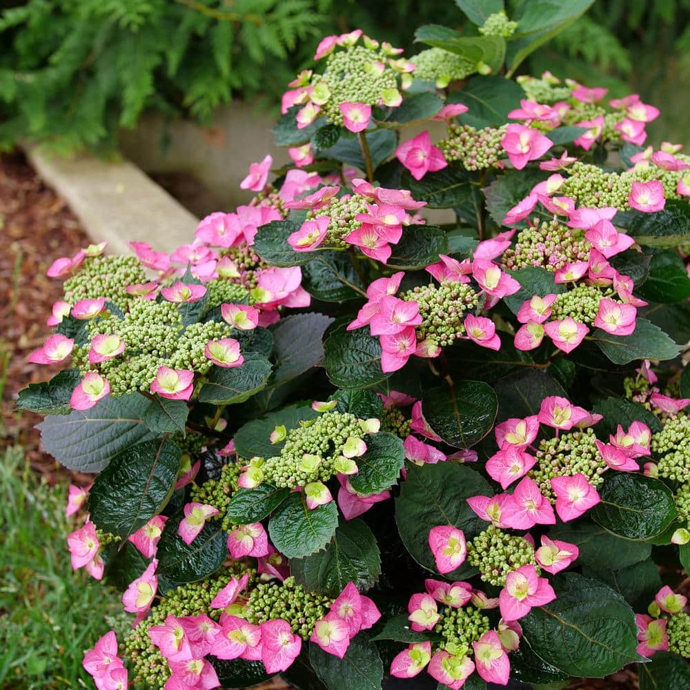 PROVEN WINNERS 4.5 in. Qt. Tuff Stuff Top Fun Reblooming