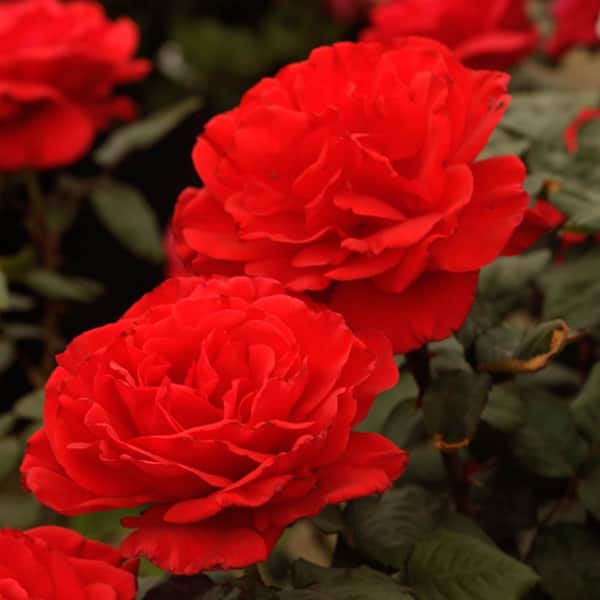 DIRECT GARDENING Drop Dead Red Flowering Floribunda Rose Dormant Bare Root Starter Shrub (1-Pack)