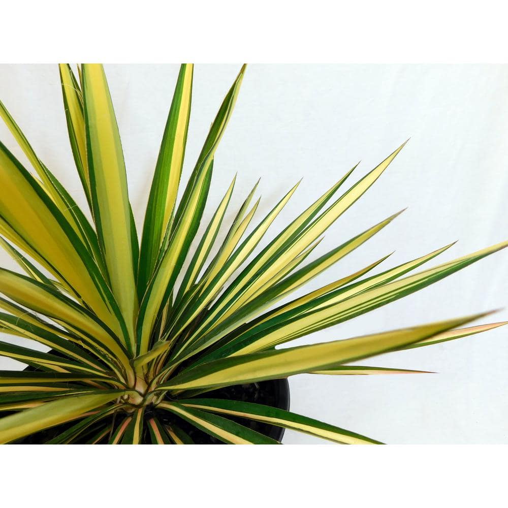 Creamy White and Dark Green Yucca 'Color Guard' 2.25 Gallon Evergreen Shrub