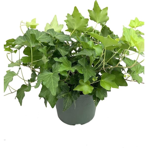 Wekiva Foliage Green English Ivy-Live Plant in a 6 in. Pot-Hedera Helix-Beautiful Easy Care Indoor Air Purifying Houseplant Vine