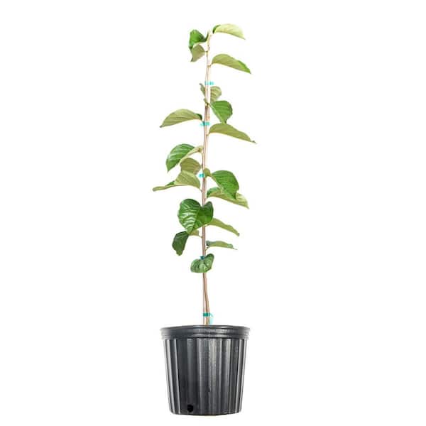 Perfect Plants 4.5 ft. Tall Hana Fuyu Persimmon Tree, Self Fruitful Non-Astringent Variety