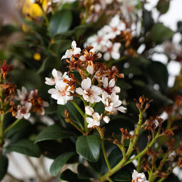 SOUTHERN LIVING 2 Gal. Spring Sonata Indian Hawthorn, Live