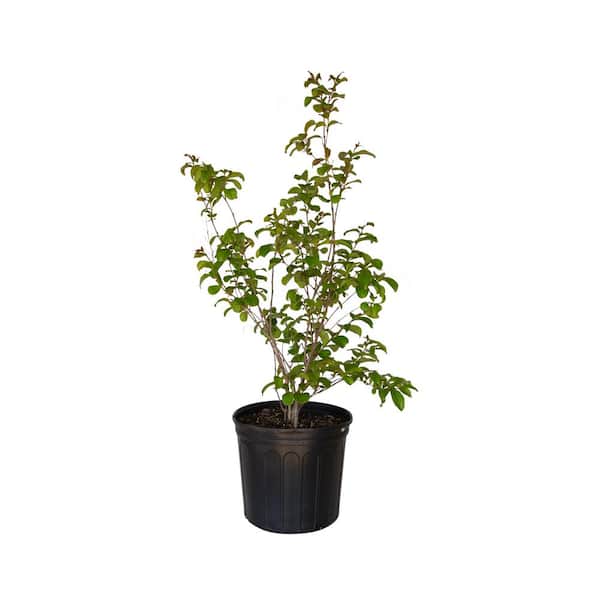 FLOWERWOOD 2.5 Gal. Miami Crape Myrtle Tree with Pink Blooms and Green Foliage