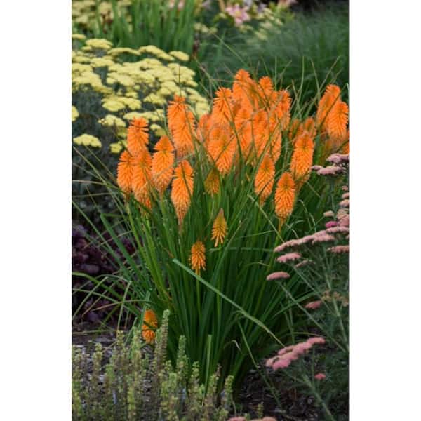PROVEN WINNERS 1 Gal. Red Hot Poker Pyromania Orange Blaze Plant
