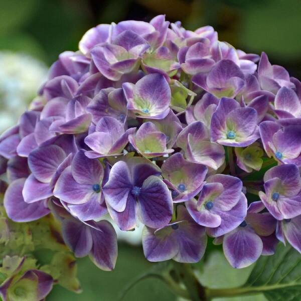 national PLANT NETWORK 2.5 Qt. Violet Crown Hydrangea with Purple ...