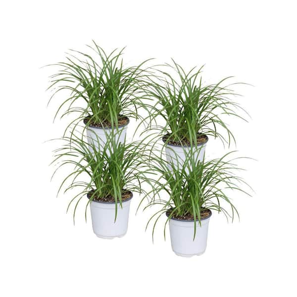 4 in. Lemongrass Plant (4-Pack)