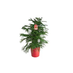 10 in. Live Holiday Decorative Pine