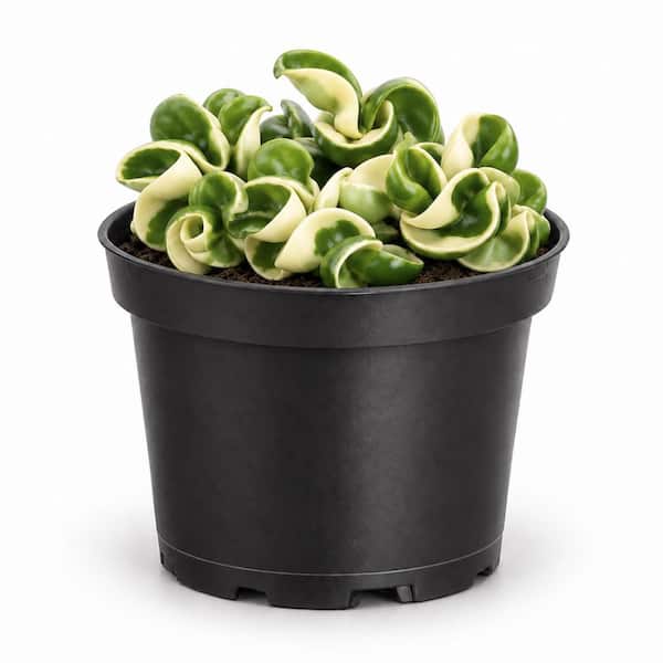6 in. Variegated Rope Hoya Live Indoor Plant in Grower Pot