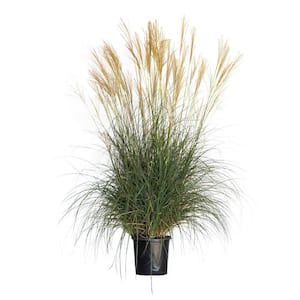 2.5 Gal. Adagio Miscanthus Grass (Dwarf Maiden Grass) Live Plant