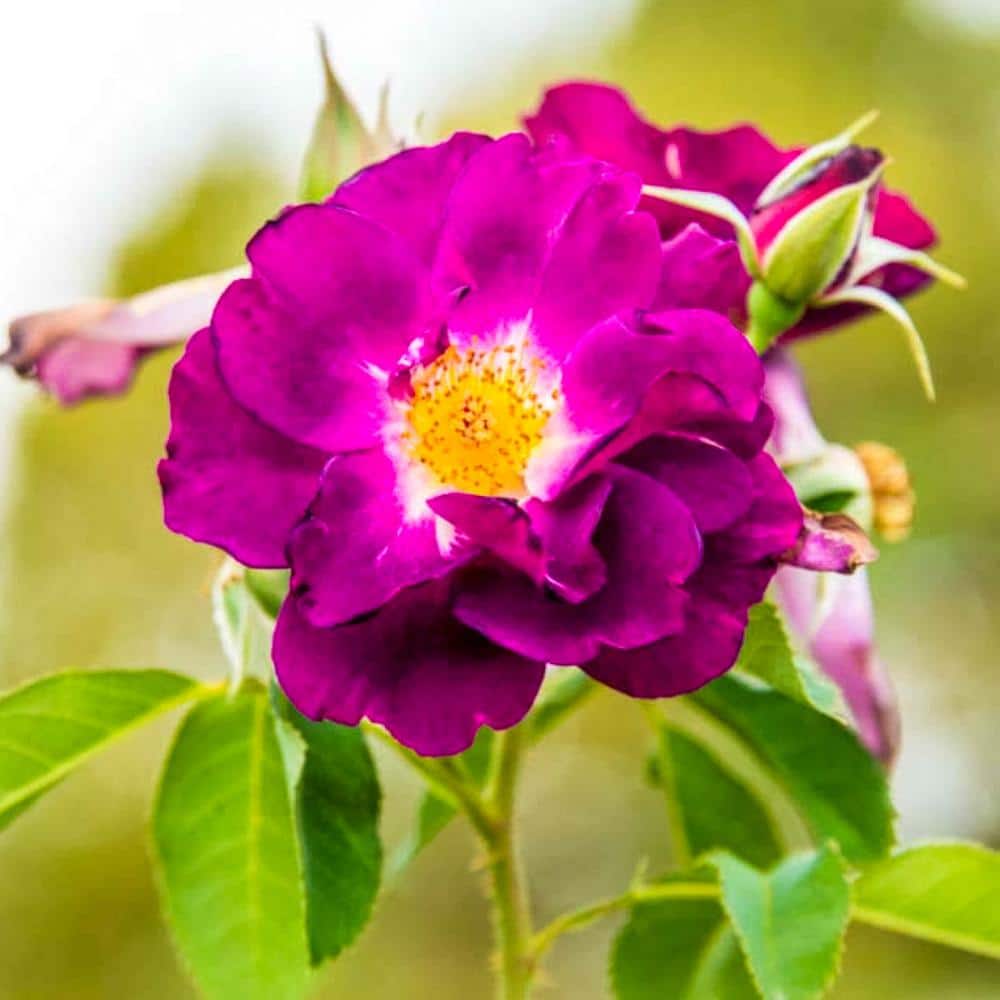 Stormy Weather Purple Climbing Rose - Bare Root Fragrant Blossom