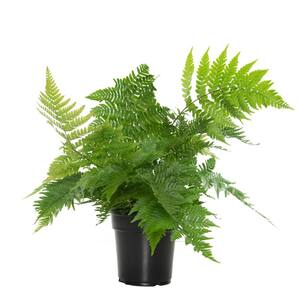 6 Inch Autumn Fern Plant in Grower Container - 1 Piece