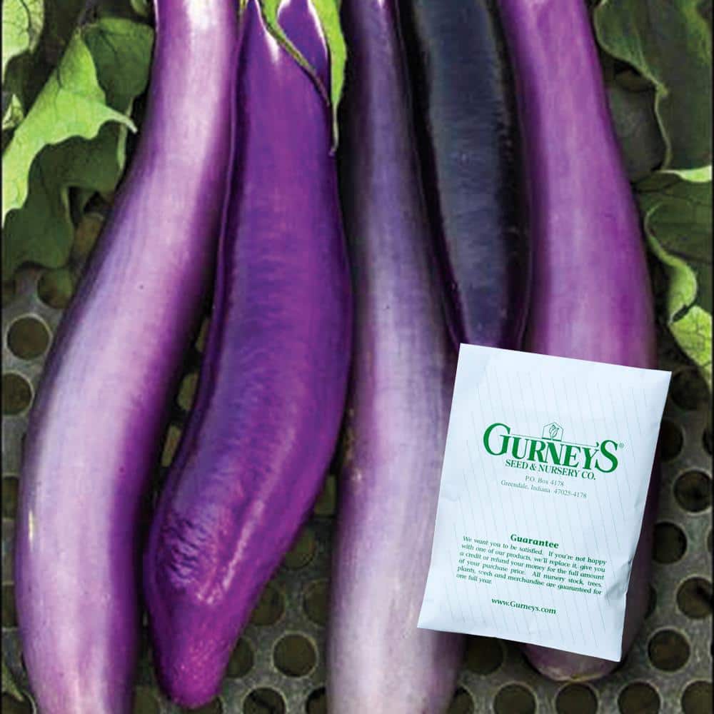500 Seeds Eggplant Violet Long-Vegetables 