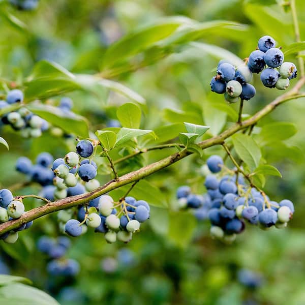 Order Family Tree Farms Organic Jumbo Blueberries