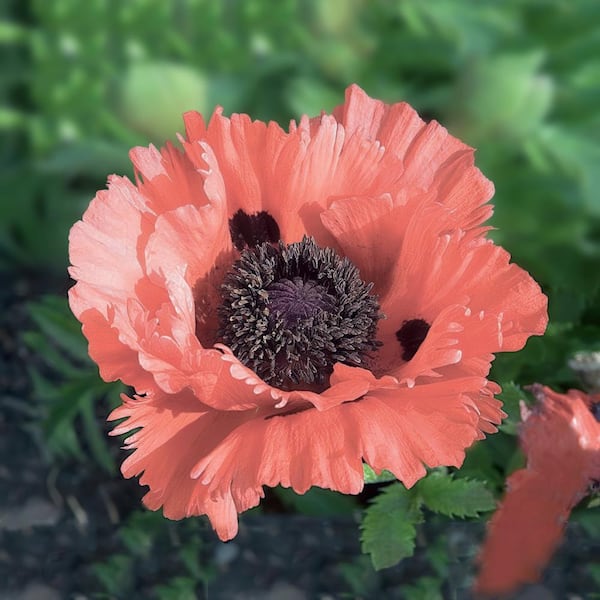national PLANT NETWORK Bare Root Papaver Passionate Pink Oriental Poppy Perennial Plant with Pink Flowers (4-Pack)