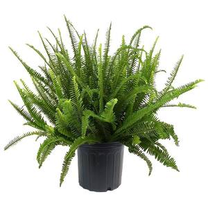 10 in. Fern Kimberly Queen Plant with Green Foliage