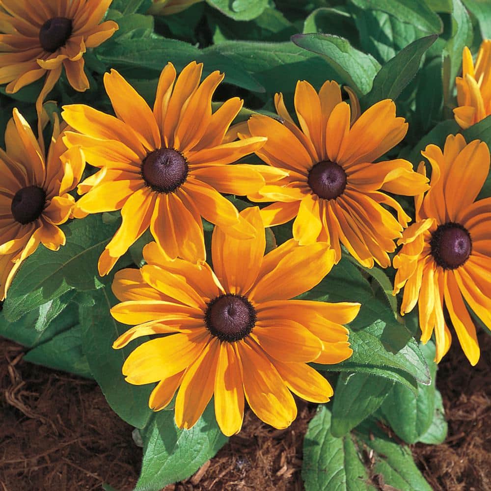 1 Orange BlackEyed Susan Plant 79578 The Home Depot