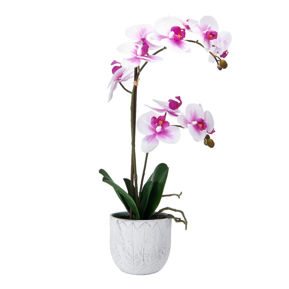 22-Inch White and Fuchsia Orchid in Embossed Plastic Pot