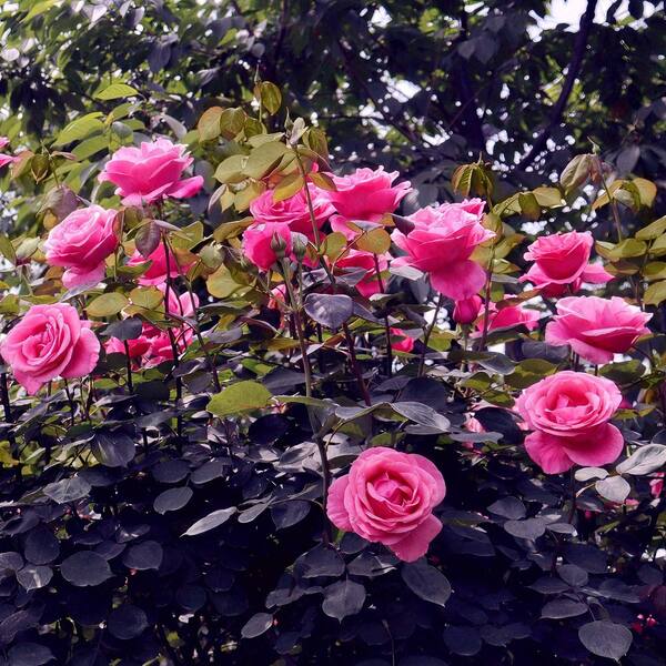 national PLANT NETWORK Bare Root Rose Pink Peace with Pink Flowers