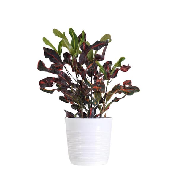 United Nursery Croton Mammy in 10 inch White Decor Pot
