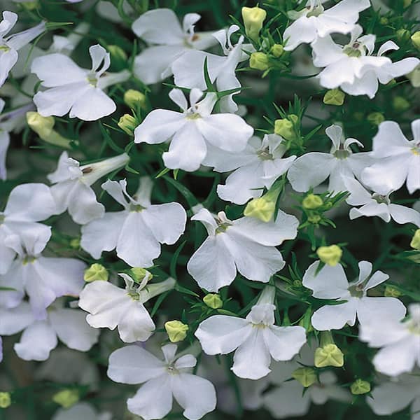 Unbranded 4 in. Rivera White Lobelia Plant (6-Pack)