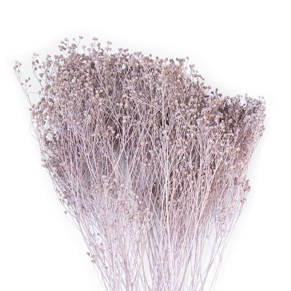 Bindle & Brass 24 in. Pink Dried Natural Phalaris Fuchsia (2-Pack)