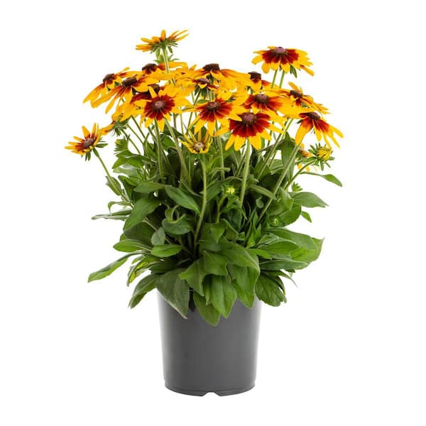 METROLINA GREENHOUSES 1 Gal. Sunbeckia Mia Rudbeckia Yellow Perennial Plant (1-Pack)