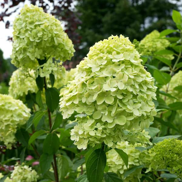 national PLANT NETWORK 2 gal. Hydrangea Limelight Tree Plant with White Flowers
