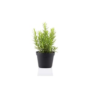 1 Gal. Rosemary Plant (1-Pack)