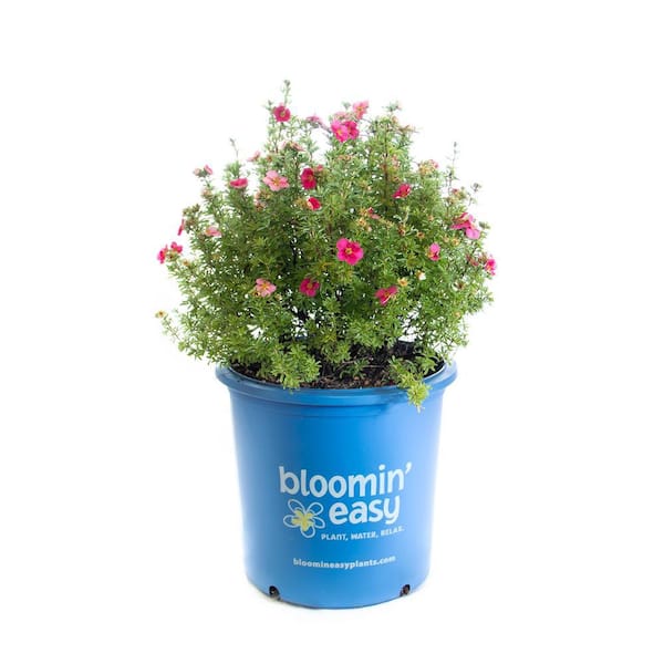 BLOOMIN' EASY 1 Gal. Bella Bellissima Potentilla Live Shrub, Rich Pink Flowers